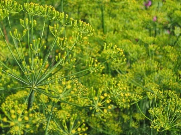 How to plant dill: simple rules for growing greens