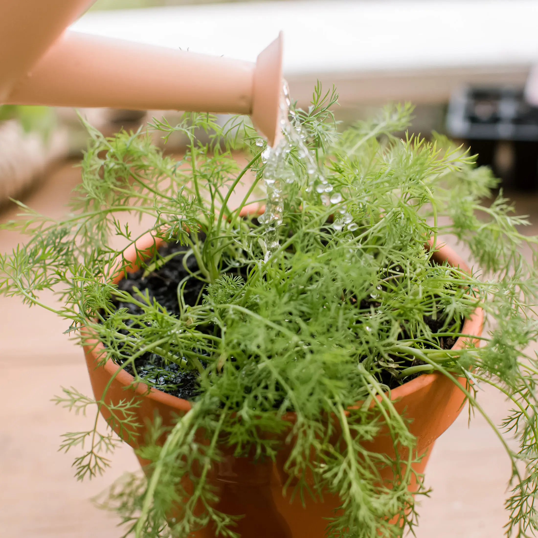 How to plant dill: simple rules for growing greens