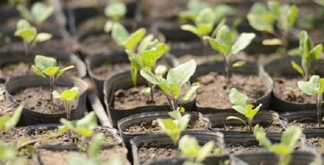 How to plant eggplant seedlings in 2022