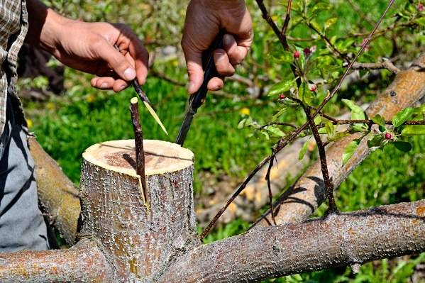 How to plant fruit trees