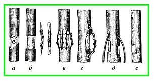 How to plant fruit trees