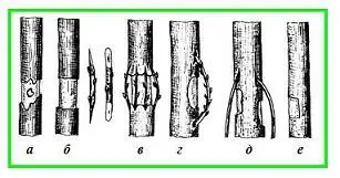 How to plant fruit trees