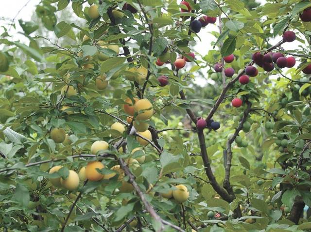 How to plant fruit trees