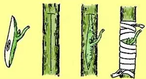 How to plant fruit trees