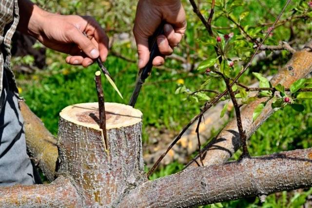 How to plant fruit trees in spring