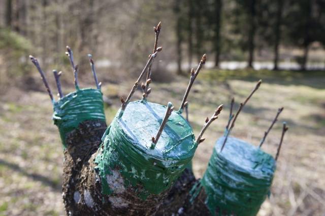 How to plant fruit trees in spring