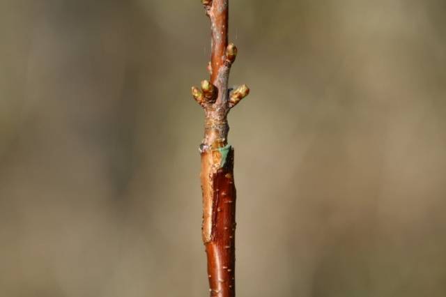 How to plant fruit trees in spring