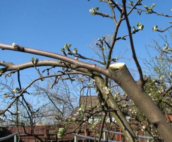 How to plant fruit trees in spring