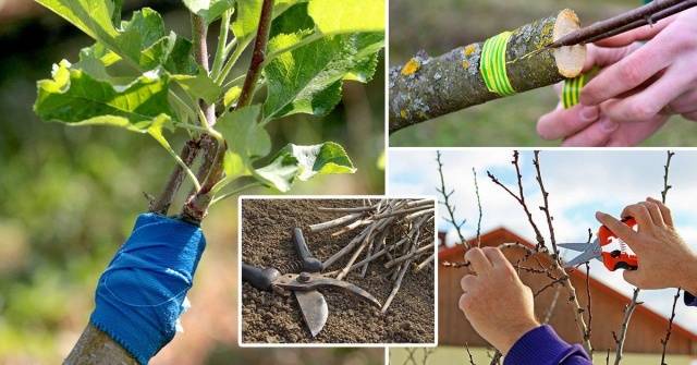 How to plant fruit trees in spring