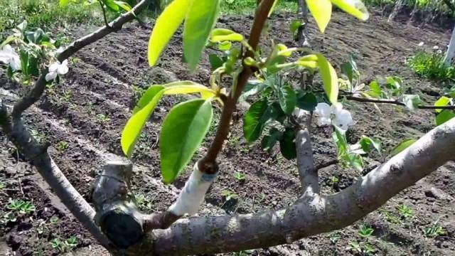 How to plant fruit trees in spring