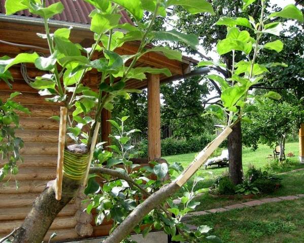 How to plant fruit trees in spring