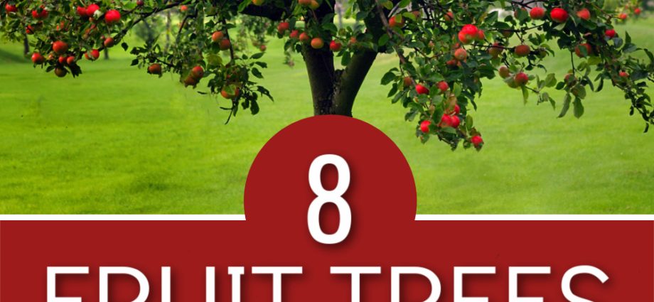 How to plant fruit trees in spring