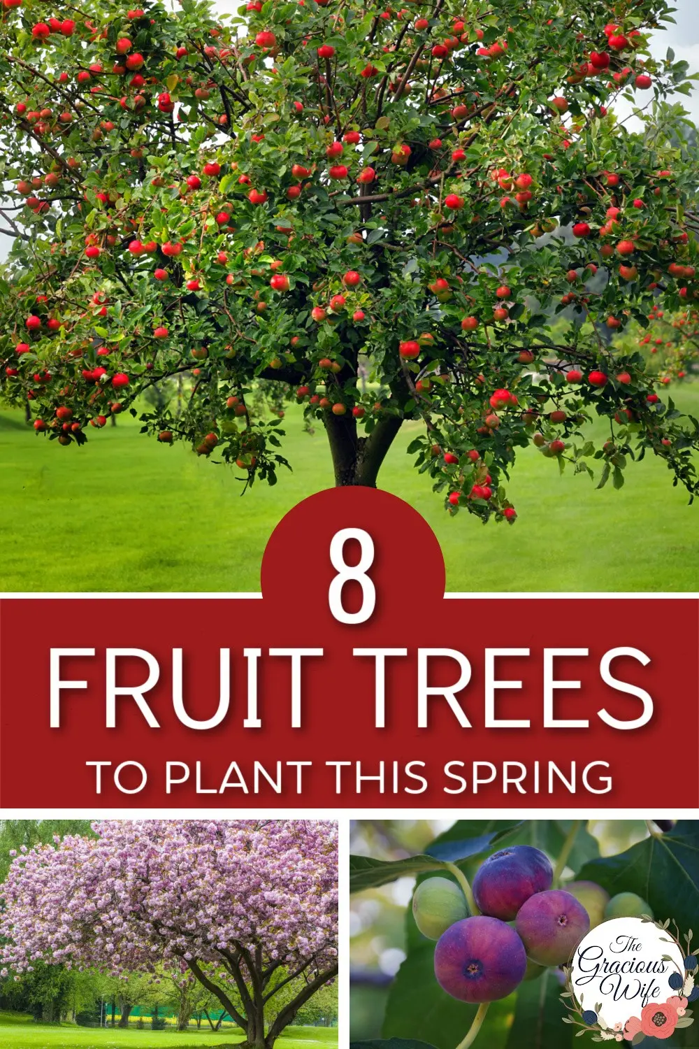 How to plant fruit trees in spring