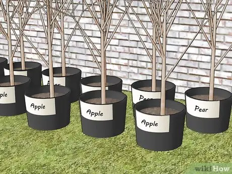 How to plant fruit trees