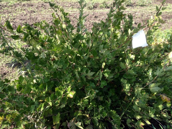 How to plant gooseberries in spring: tips and tricks