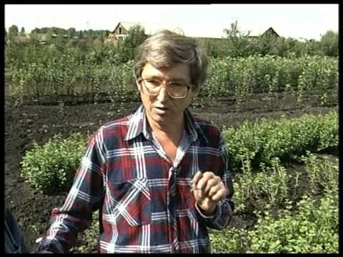 How to plant gooseberries in spring: tips and tricks