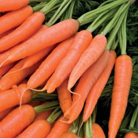 How to plant granulated carrots