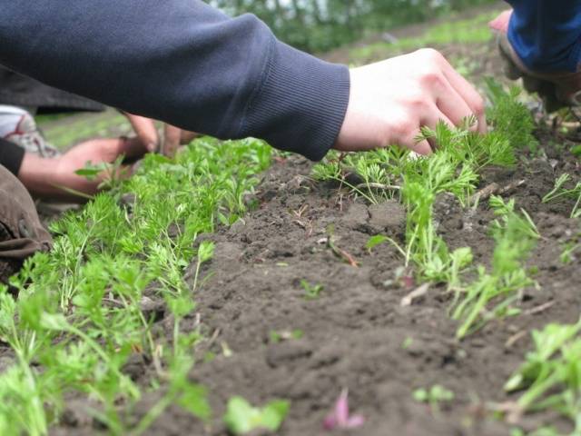 How to plant granulated carrots