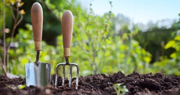 How to plant granulated carrots