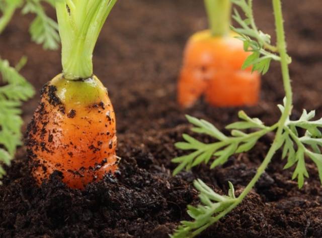 How to plant granulated carrots