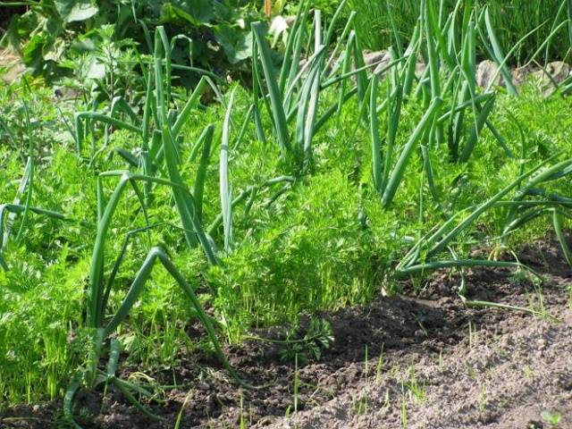 How to plant granulated carrots