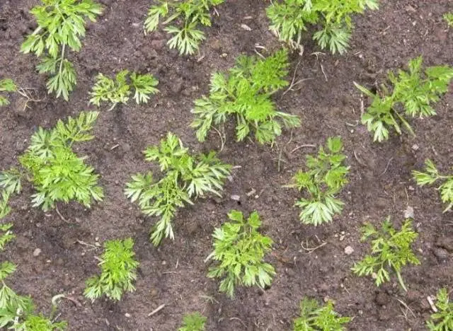 How to plant granulated carrots