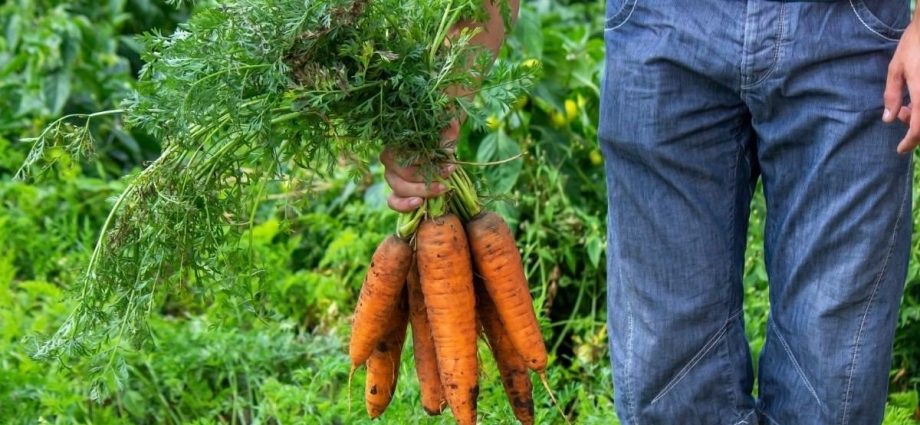 How to plant granulated carrots