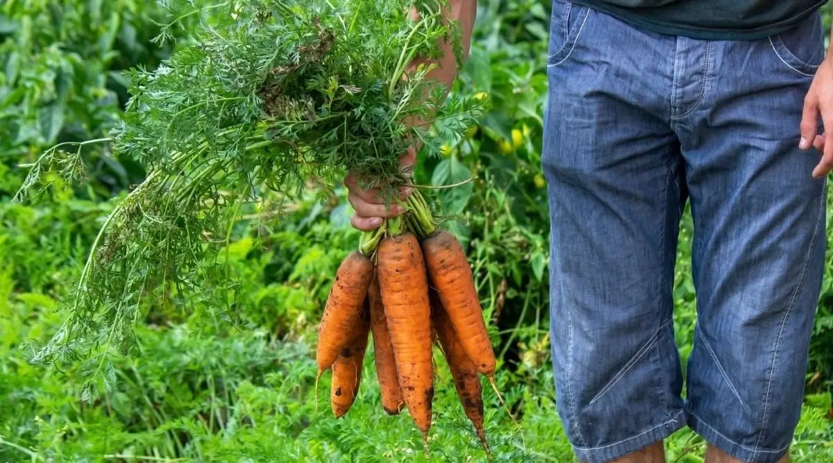 How to plant granulated carrots