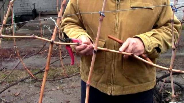 How to plant grape cuttings in autumn