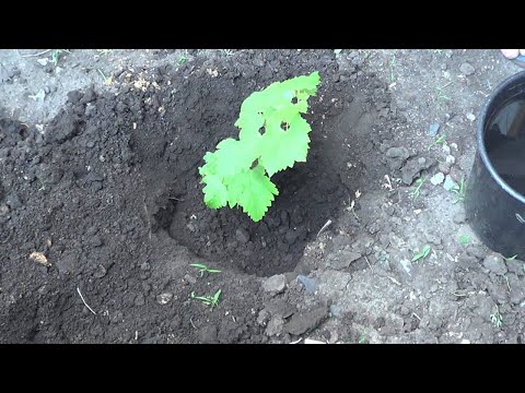 How to plant grape cuttings in autumn