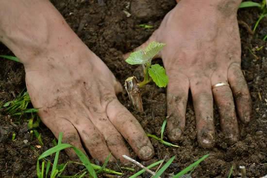 How to plant grape cuttings in autumn