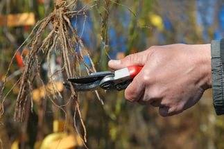 How to plant grapes in autumn seedlings