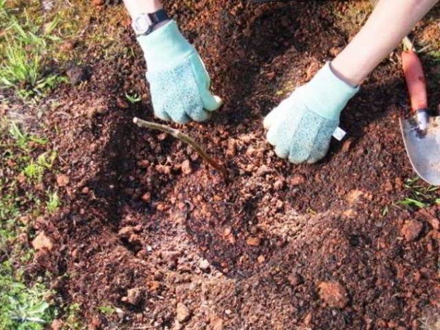 How to plant grapes in autumn seedlings