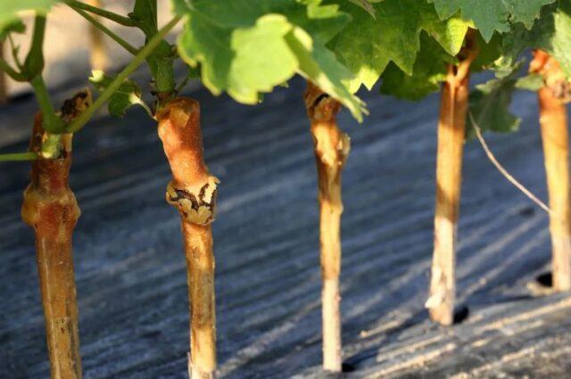 How to plant grapes in spring: on an old bush, for beginners, video, drilling