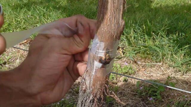 How to plant grapes in spring: on an old bush, for beginners, video, drilling