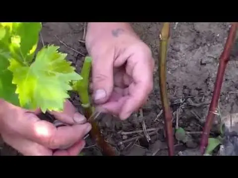 How to plant grapes in spring: on an old bush, for beginners, video, drilling