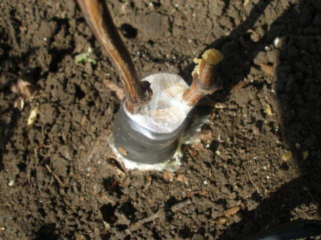 How to plant grapes in spring: on an old bush, for beginners, video, drilling