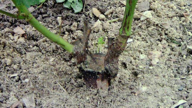 How to plant grapes in spring: on an old bush, for beginners, video, drilling