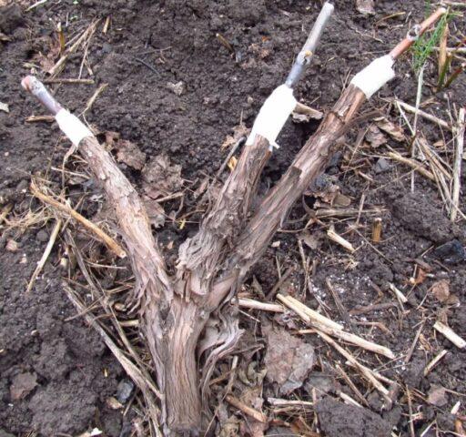 How to plant grapes in spring: on an old bush, for beginners, video, drilling