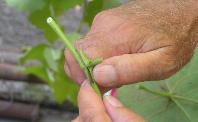 How to plant grapes in spring: on an old bush, for beginners, video, drilling