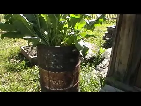 How to plant horseradish in the garden and how to care for it