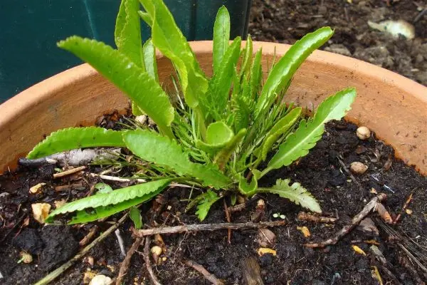 How to plant horseradish in the garden and how to care for it