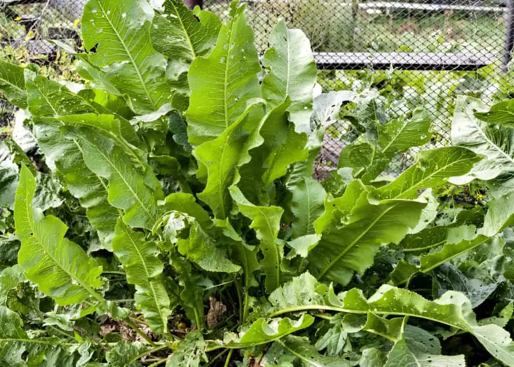 How to plant horseradish in the garden and how to care for it