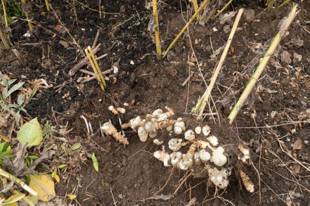 How to plant Jerusalem artichoke in autumn