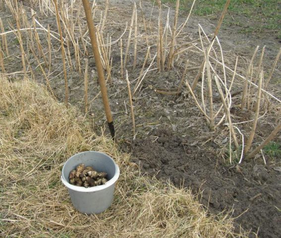 How to plant Jerusalem artichoke in autumn