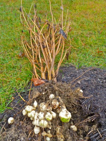 How to plant Jerusalem artichoke in autumn