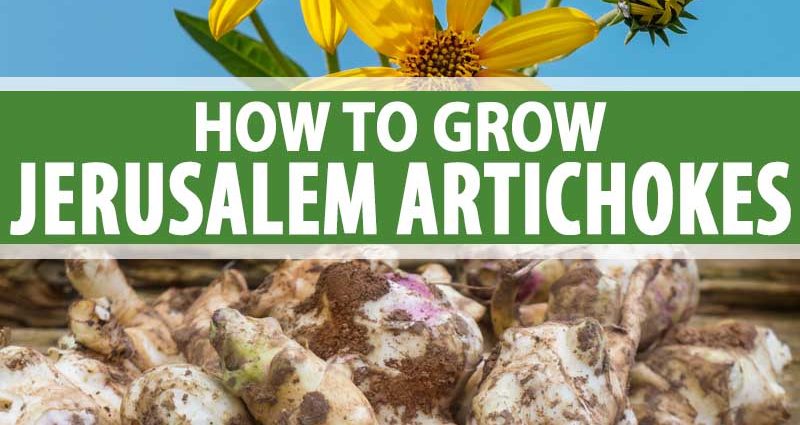 How to plant Jerusalem artichoke in autumn