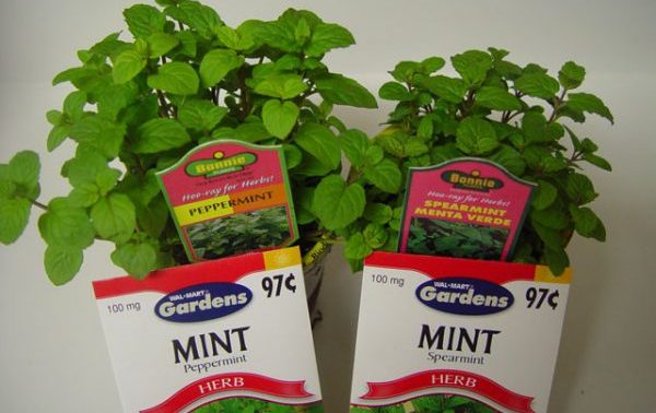 How to plant mint seeds and get luxurious greens