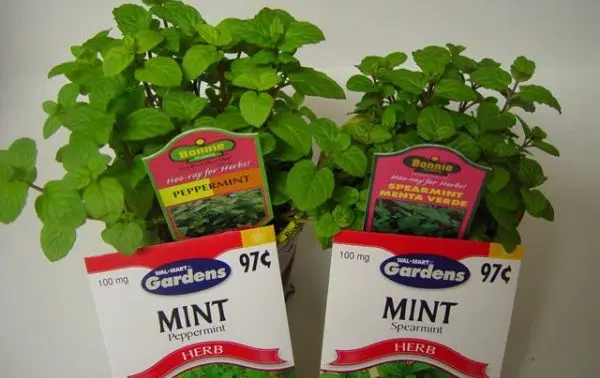 How to plant mint seeds and get luxurious greens