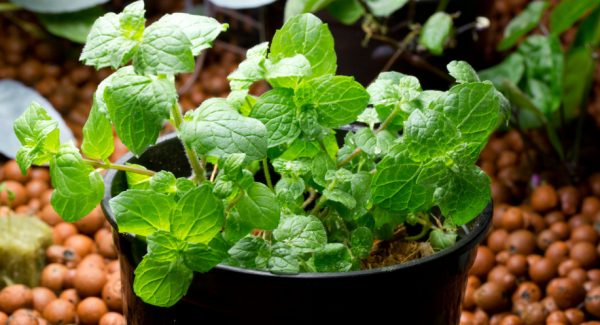 How to plant mint seeds and get luxurious greens